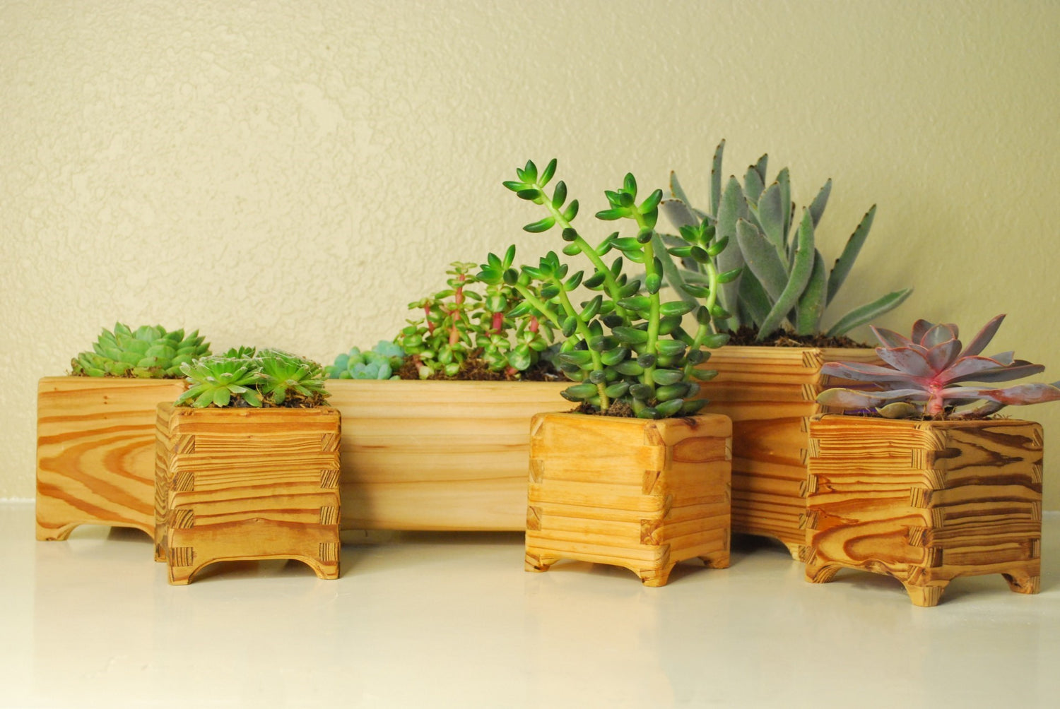 Handmade cedar succulent planters with different joinery, featuring small potted succulents in natural wood boxes on a white surface with beige wall background.