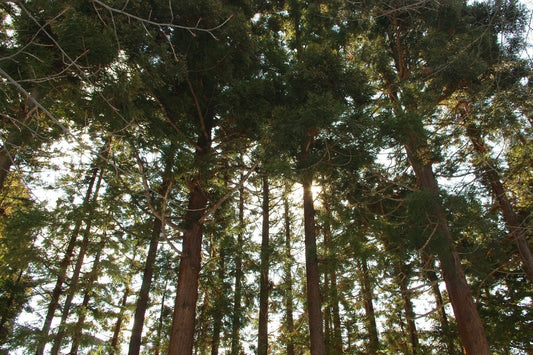 Cedar trees