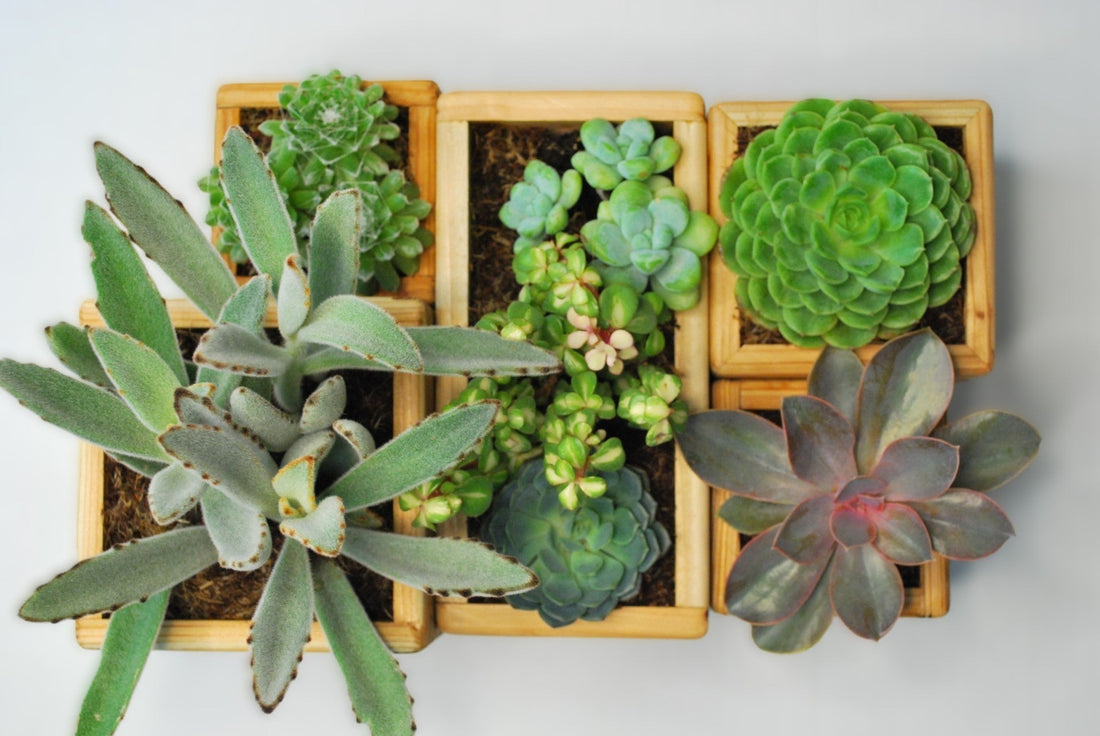 lilplanters Backstory