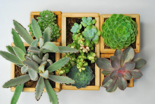 lilplanters Backstory