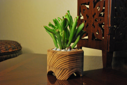 Small green succulent plant in a circular lilplanter